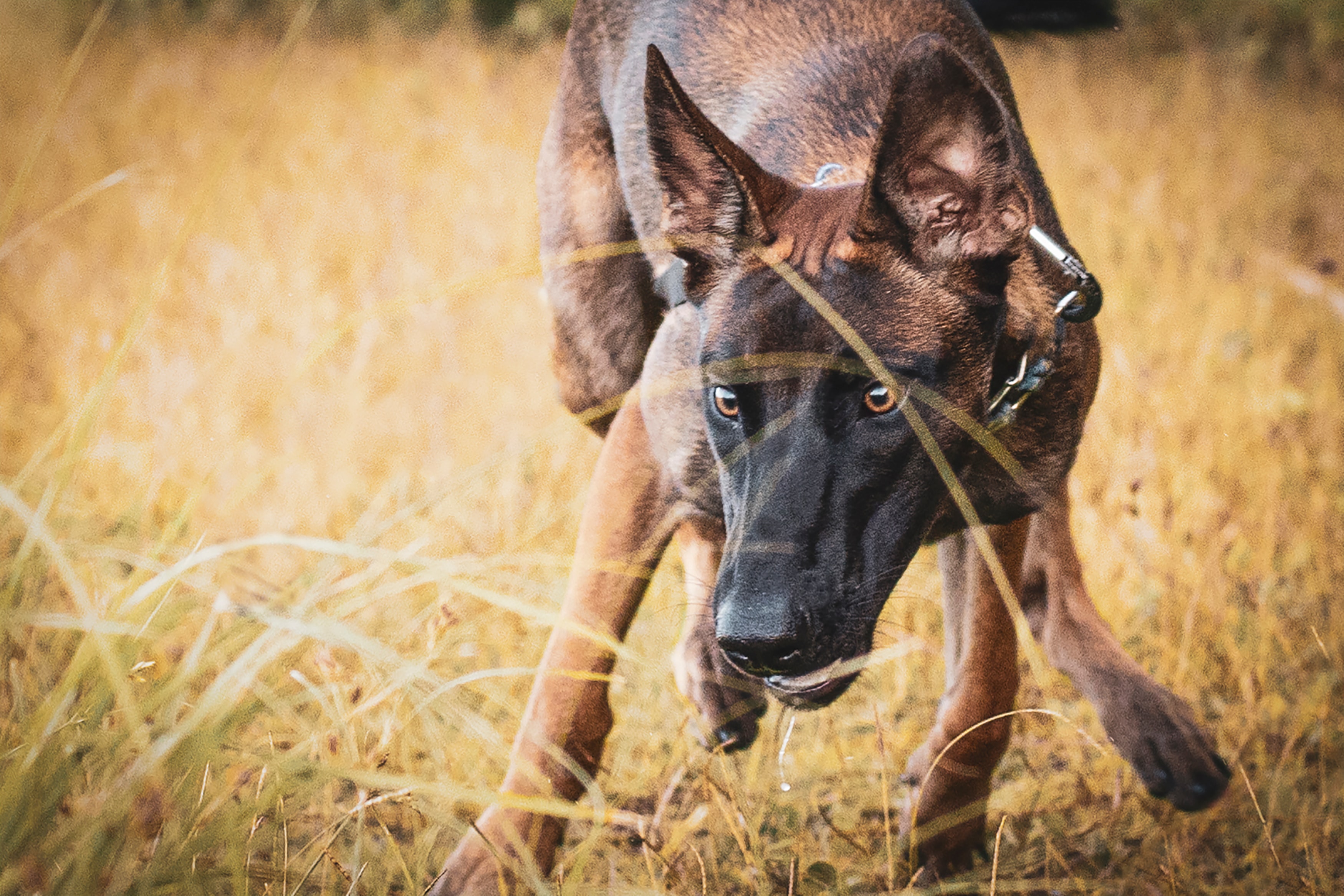 Photo de chien