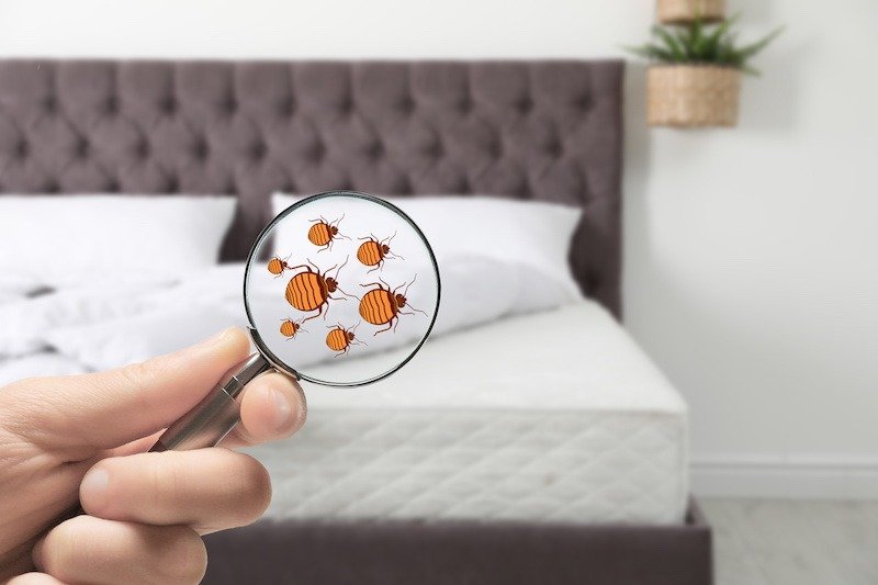 Trouver les punaises de lit dans votre lit