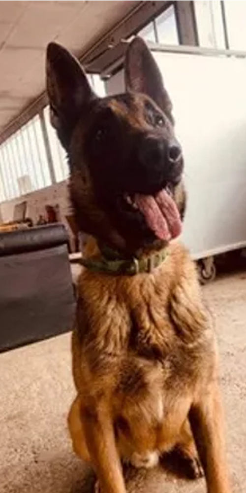 Rex, berger belge malinois
