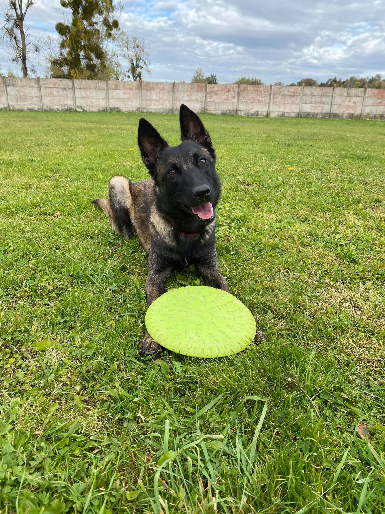 Un malinois dans un champ