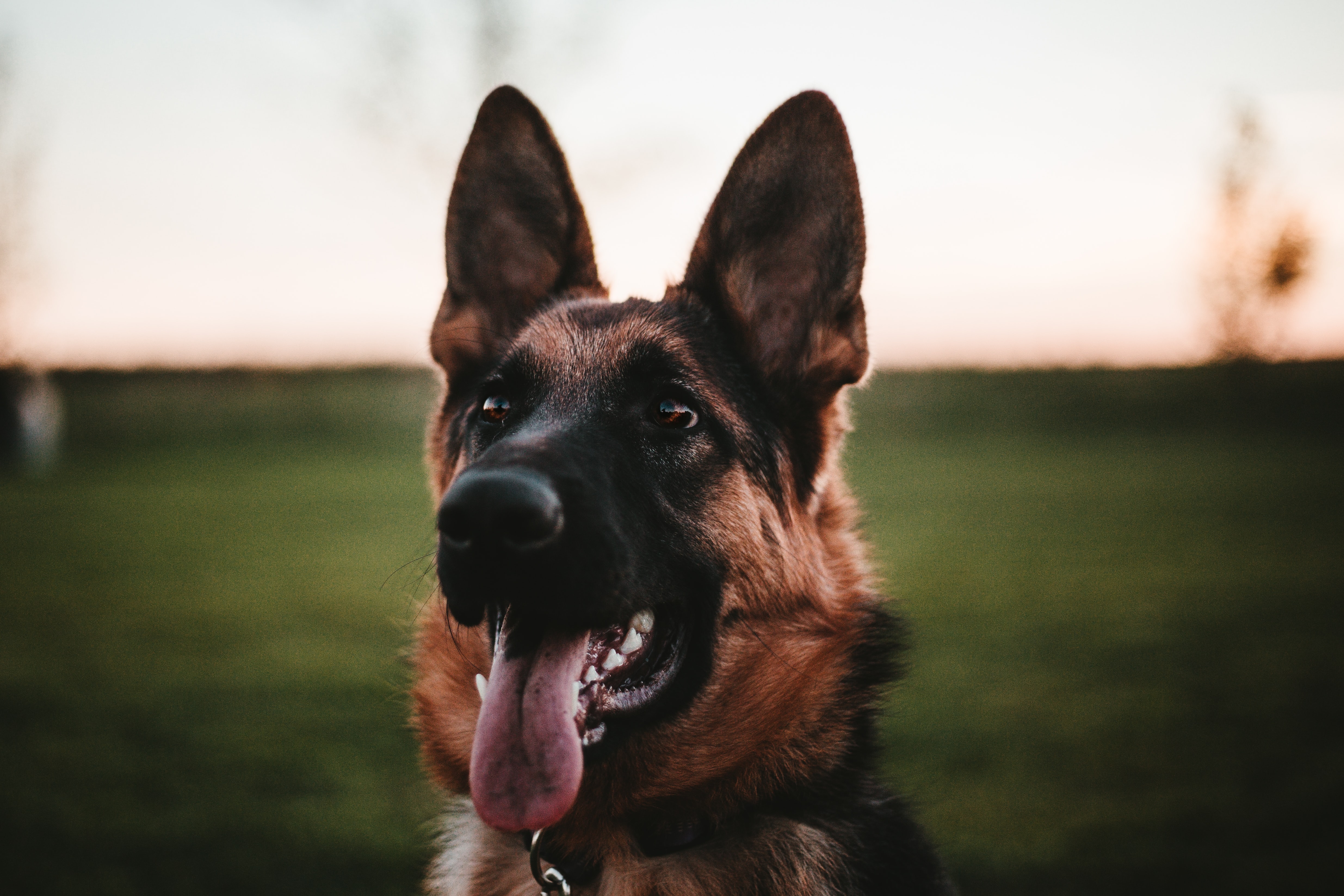 Photo de chien