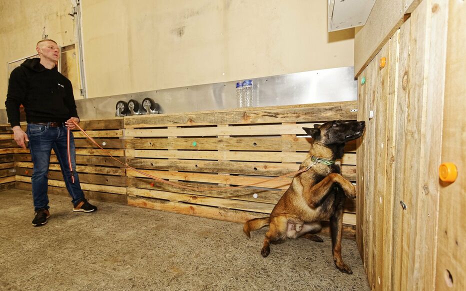 Un chien qui chasse des punaises de lit
