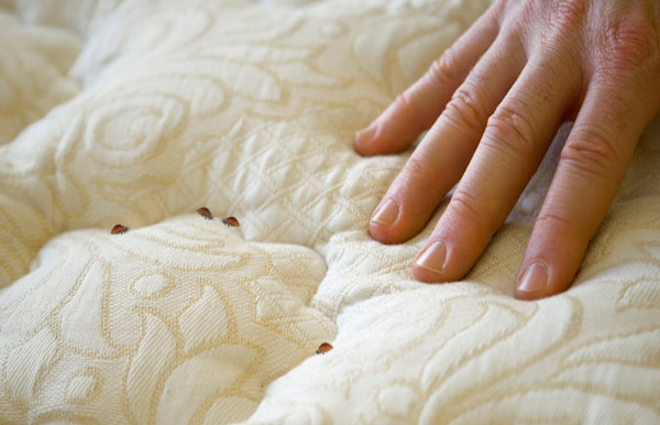 Trace de punaise de lit sur un matelas